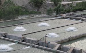 اسپلش پرورش ماهی