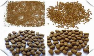 غذای ماهی کپور پرورشی